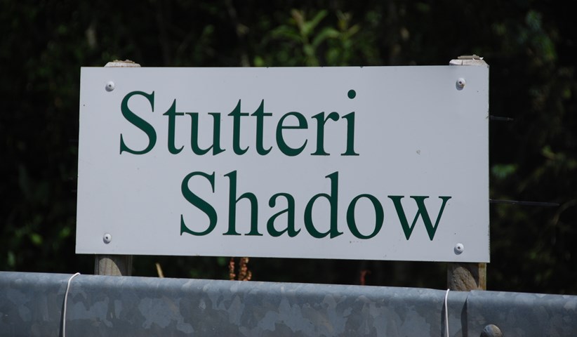 Stutteri Shadow